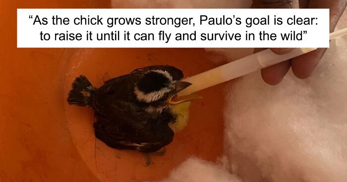 Man Becomes Bird Dad Overnight After Crafting A DIY “Mother” For A Lost Chick