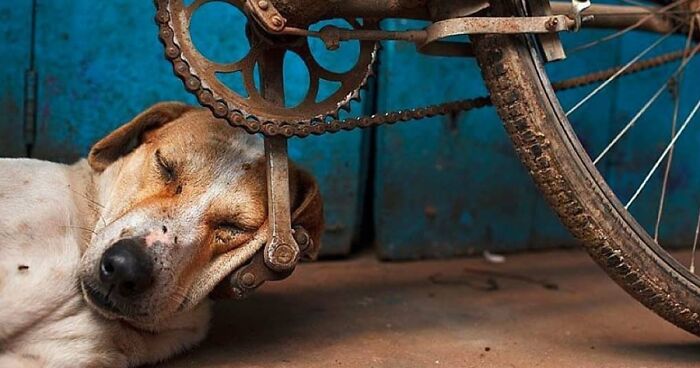 30 Heartwarming And Funny Animal Photos That Might Instantly Brighten Your Day