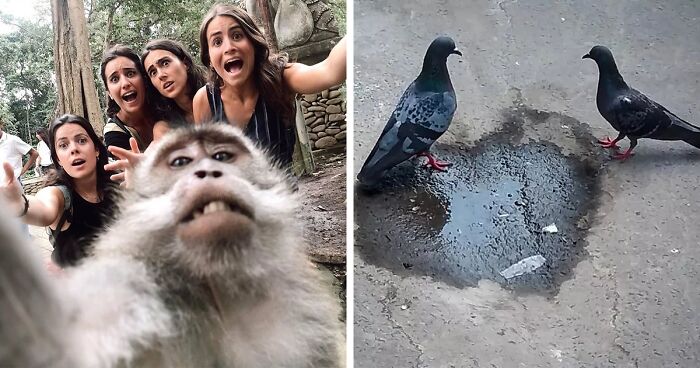 30 Heartwarming And Funny Animal Photos That Might Instantly Brighten Your Day