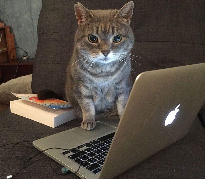 Gray tabby cat sitting on a couch using an old laptop, capturing unexpected internet attention and viral reaction.