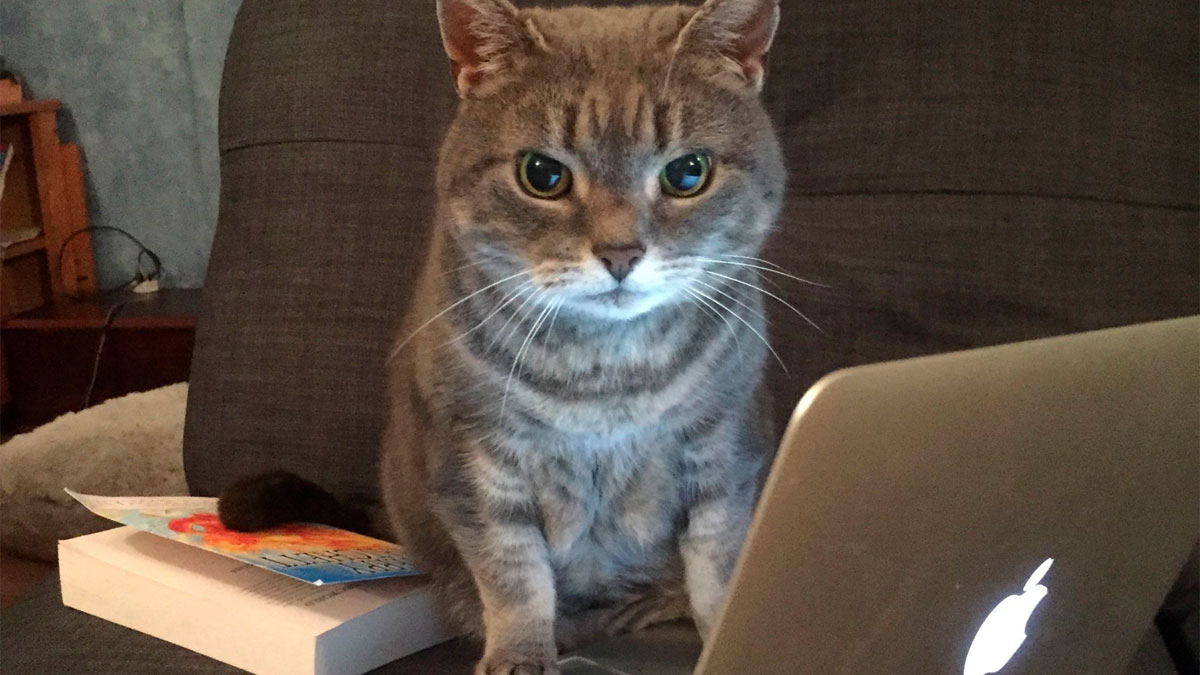 Gray cat sitting on a couch using an old laptop, capturing the internet's attention with this unexpected moment.