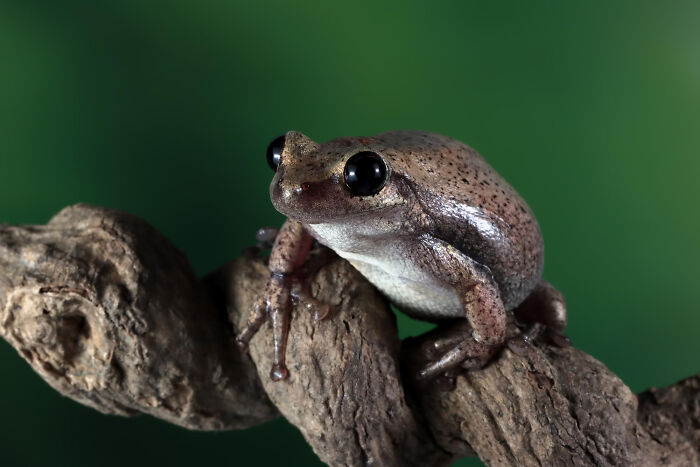 Close-up of a small frog on a branch symbolizing small decisions leading to unexpected life-altering consequences.