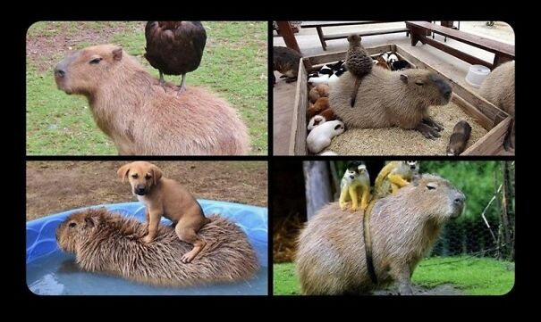 capybara-armchair-6932e13ccc247.jpg