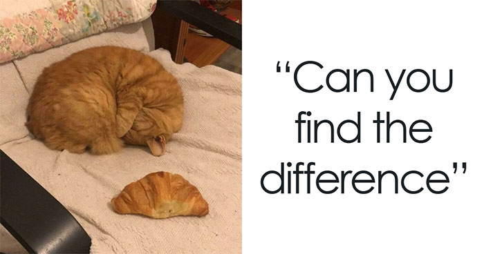 80 Memes Of Cats Being Weird Little Guys (New Pics)