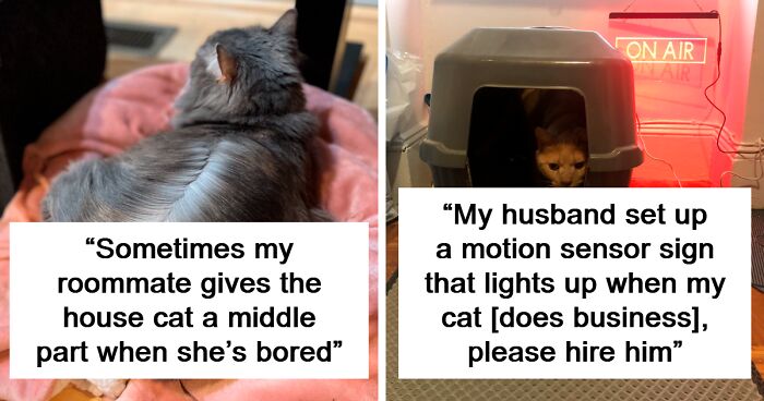 80 Times Cats Were “Weird Little Guys” And Got Featured On This Popular IG Account (New Pics)