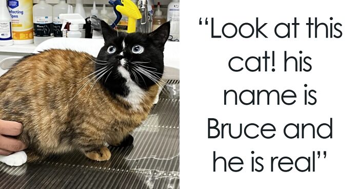 50 Times Cats Were “Weird Little Guys” And Got Featured On This Popular IG Account (New Pics)