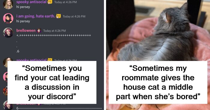 80 Times Cats Were “Weird Little Guys” And Got Featured On This Popular IG Account (New Pics)