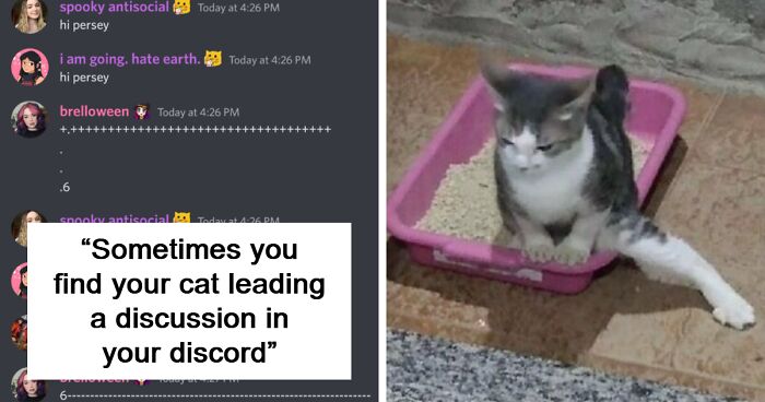 80 Times Cats Were “Weird Little Guys” And Got Featured On This Popular IG Account (New Pics)