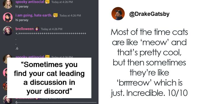 80 Times Cats Were “Weird Little Guys” And Got Featured On This Popular IG Account (New Pics)