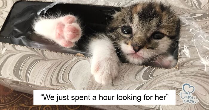 80 Times Cats Were “Weird Little Guys” And Got Featured On This Popular IG Account (New Pics)
