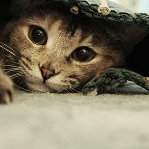 jazaedistearetoa avatar