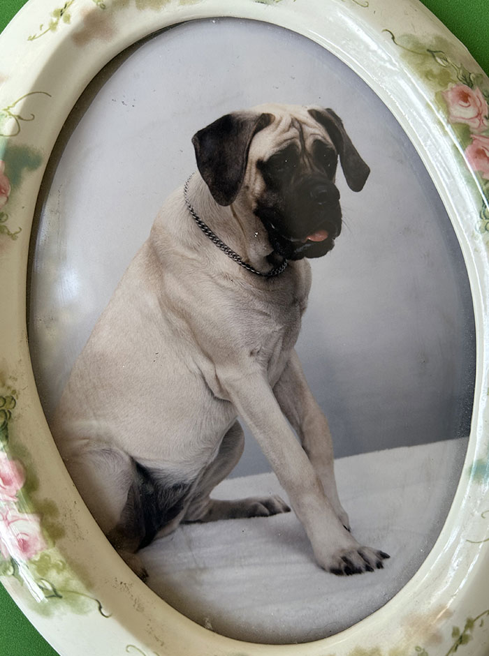 Framed portrait of a large dog wearing a chain collar captured in a chaotic scene photograph.