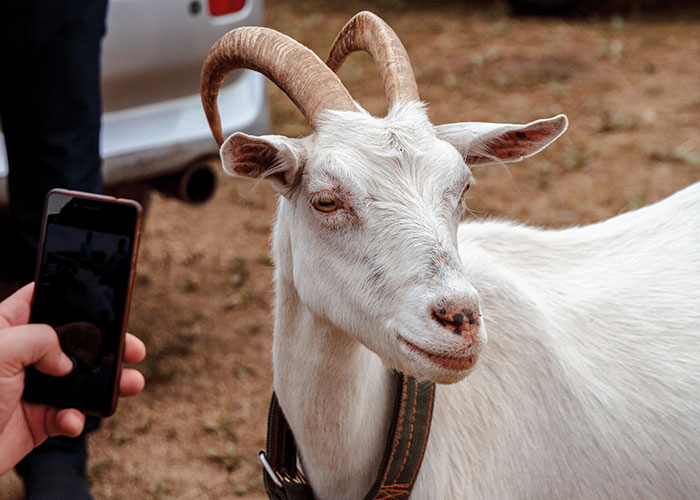 Person taking a close-up photo of a white goat with curved horns, capturing a chaotic scene witnessed outdoors.