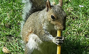 75 Absolutely Chaotic Scenes You’d Think Were Made-Up If It Weren’t For Many Witnesses