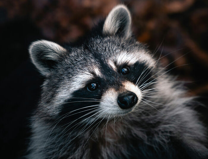 Close-up of a raccoon with curious eyes, linked to raccoon raids liquor store and bathroom incident stories. Close-up of a raccoon with curious eyes, linked to raccoon raids liquor store and bathroom incident stories.