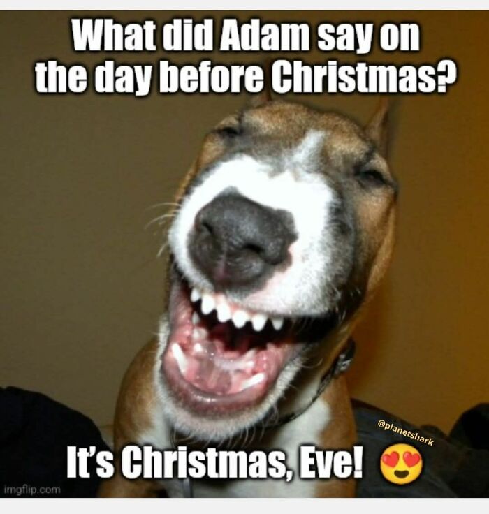 Laughing dog meme with text joke about Adam saying Christmas Eve, featuring funny Christmas memes keyword.