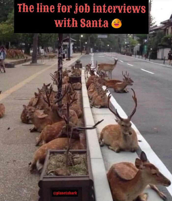 Line of reindeer waiting along a street sidewalk, humorously captioned as job interviews with Santa for Christmas memes.