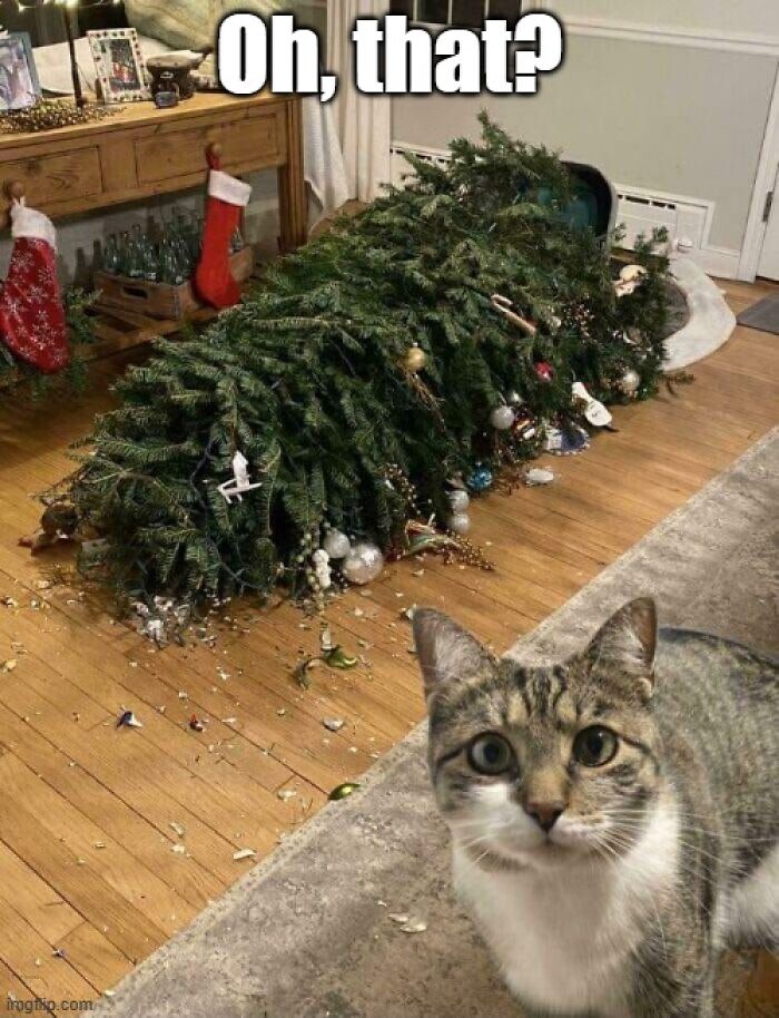 Cat looking guilty next to a fallen Christmas tree with scattered ornaments in a funny Christmas memes scene.