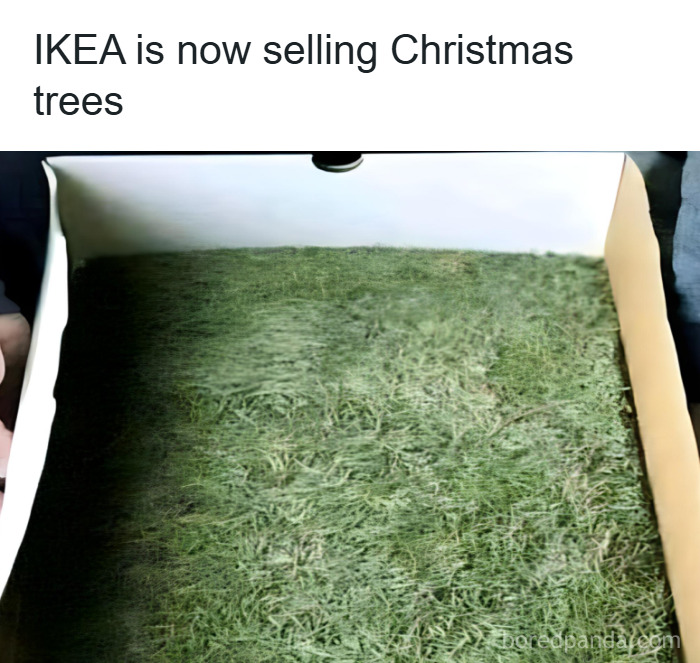 Box held open showing a flat piece of grass inside, humorously representing a Christmas tree for funny Christmas memes.