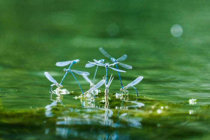 Close-up of dragonflies on water surface illustrating fascinating facts that sound made up but are actually true.