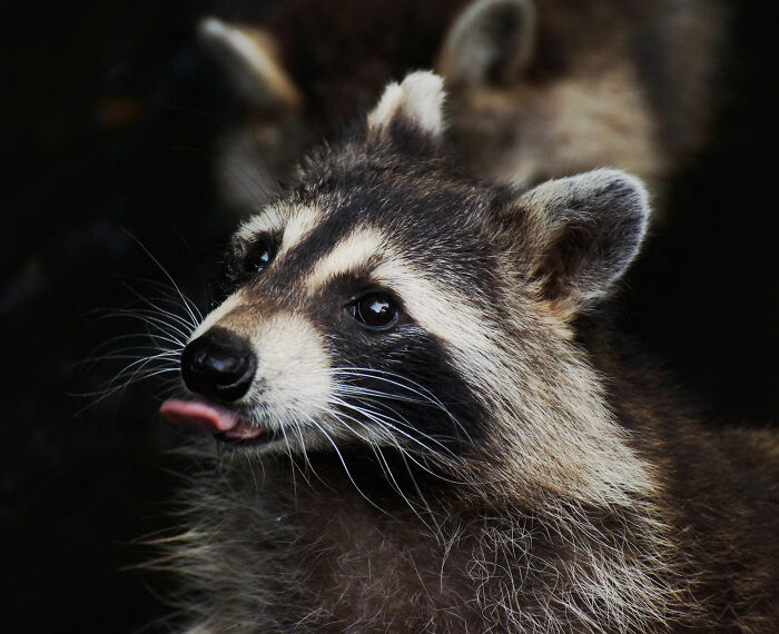 Close-up of a raccoon with its tongue out, related to raccoon raids at a liquor store and funny reactions. Close-up of a raccoon with its tongue out, related to raccoon raids at a liquor store and funny reactions.