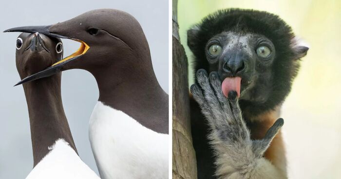 The 2025 Comedy Wildlife People’s Choice Awards Showcase Nature’s Funniest Moments (40 Pics)