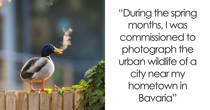 The 2025 Comedy Wildlife People’s Choice Awards Showcase Nature’s Funniest Moments (40 Pics)