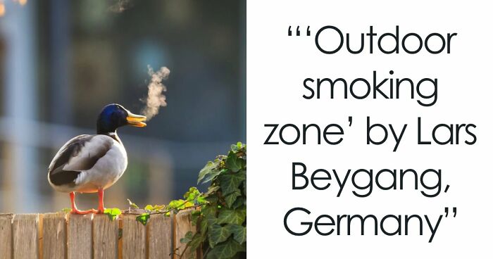 The 2025 Comedy Wildlife People’s Choice Awards Showcase Nature’s Funniest Moments (40 Pics)