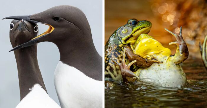 The 2025 Comedy Wildlife People’s Choice Awards Showcase Nature’s Funniest Moments (40 Pics)