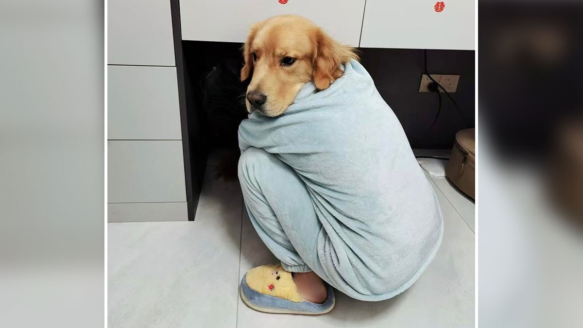 Golden retriever wearing a light blue onesie and slippers, sitting curled up in a confusing and brain-teasing pose.