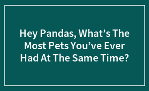 Hey Pandas, What’s The Most Pets You’ve Ever Had At The Same Time?
