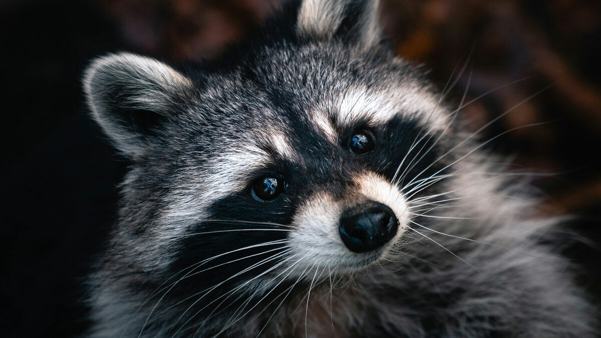 Close-up of a raccoon with detailed fur and bright eyes, illustrating raccoon raiding a liquor store story.