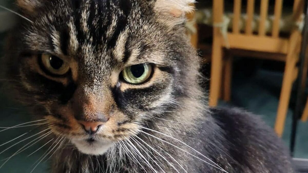 Close-up of a tabby cat with green eyes and long whiskers sitting indoors near wooden chairs.