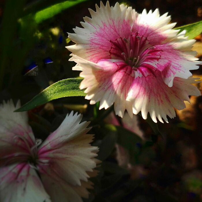 I Took 20 Captivating Shots Of Flowers