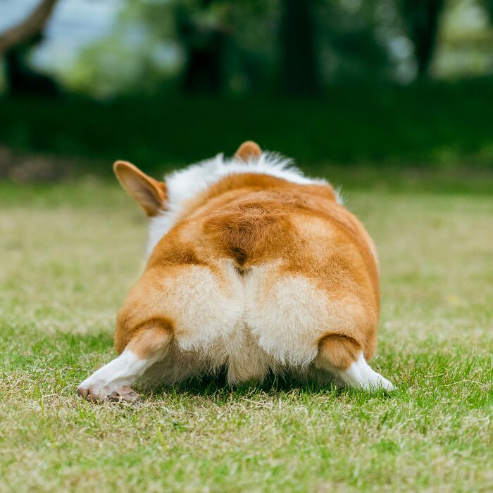 Hey Pandas, Share A Photo Of Your Pet That Makes Them Look Like Another Animal