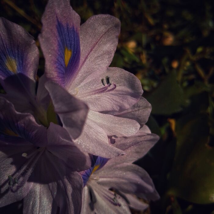 I Captured 6 Captivating Pictures Of Flowers For My Photography Album ‘Silent Records’