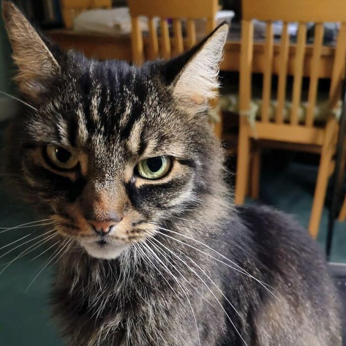 Hey Pandas, Please Show Me Your Cats