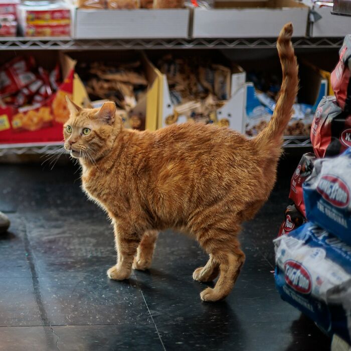 The Bodega Cat Union Finally Has A Contract On The table