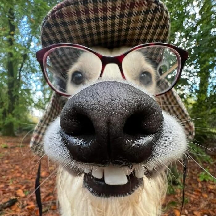 Hey Pandas, Share A Photo Of Your Pet Being Weird