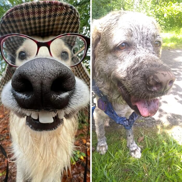 Hey Pandas, Share A Photo Of Your Pet Being Weird (Closed)