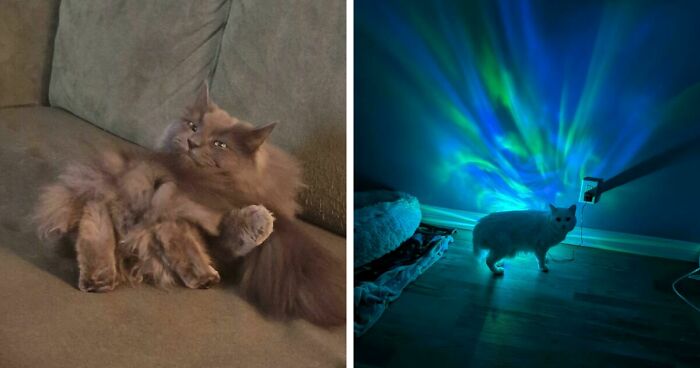 67 Images Of “Cryptid Cats” That May Leave You Questioning What Really Goes On In Their Heads