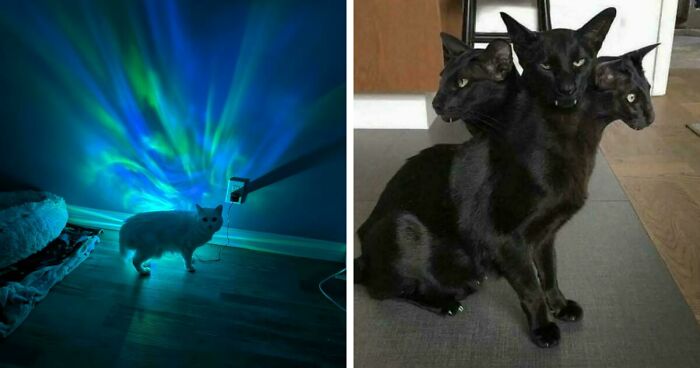 67 Images Of “Cryptid Cats” That May Leave You Questioning What Really Goes On In Their Heads
