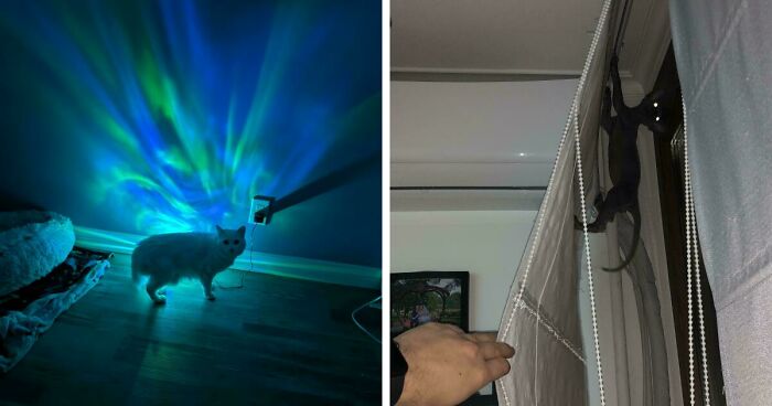 67 Cat Photos Nearly Proving That Most Kitties Aren’t From Our Planet, As Shared By Netizens