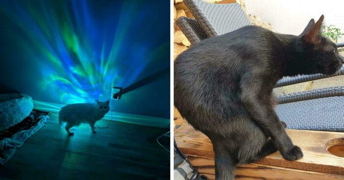 67 Images Of “Cryptid Cats” That May Leave You Questioning What Really Goes On In Their Heads