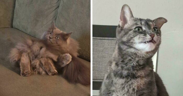 These Cats Being Cats Might Be Just What You Need To Lift Your Mood (67 Hilarious Images)