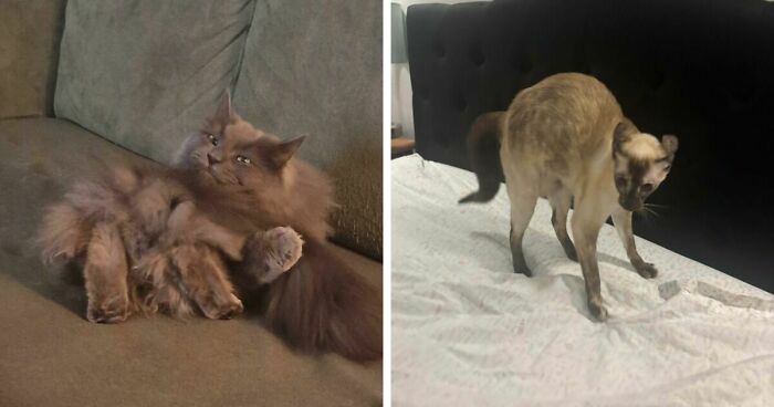 67 Pics Of Cats Being Absolutely Weird Or Just Themselves
