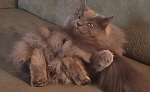 67 Images Of “Cryptid Cats” That May Leave You Questioning What Really Goes On In Their Heads