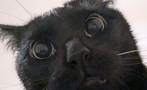 45 Pics Of Cats Moments Before They’re About To Attack Their Owners