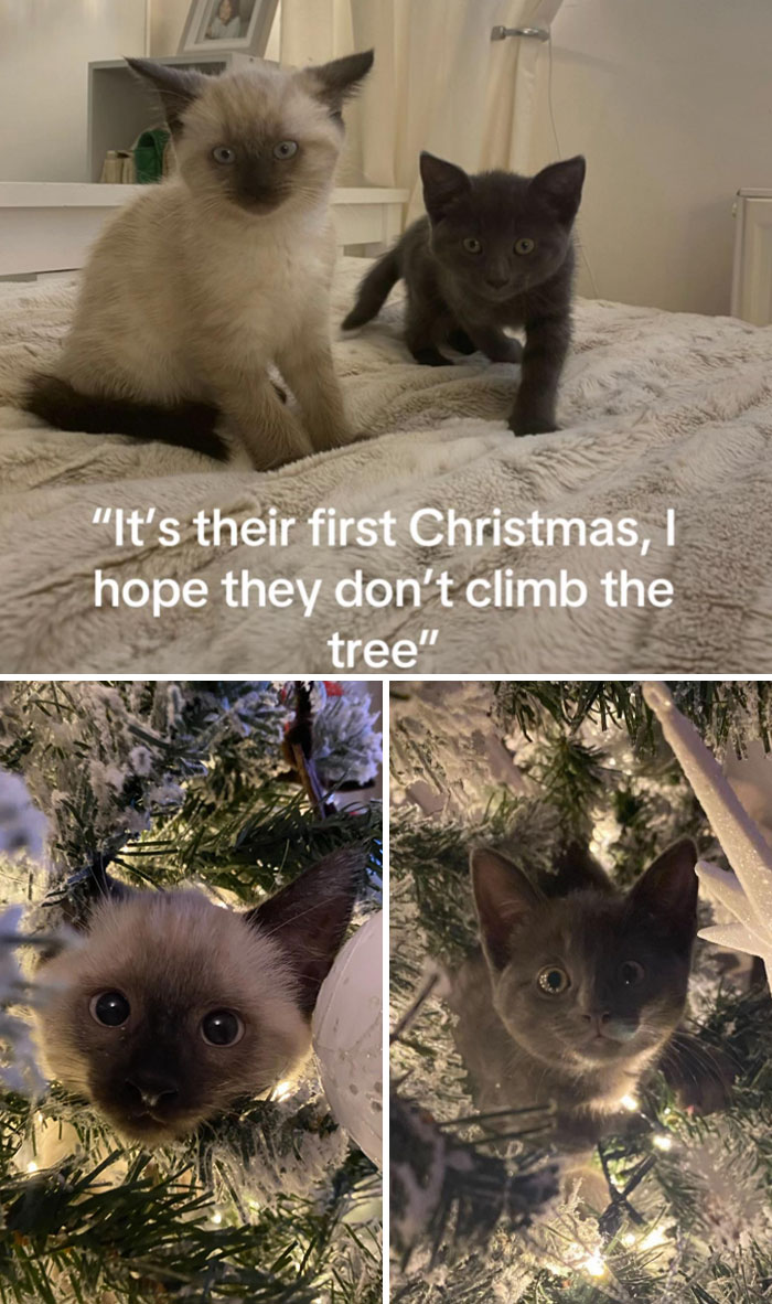 Two curious kittens exploring a Christmas tree for the first time, capturing adorable cat Christmas reactions.
