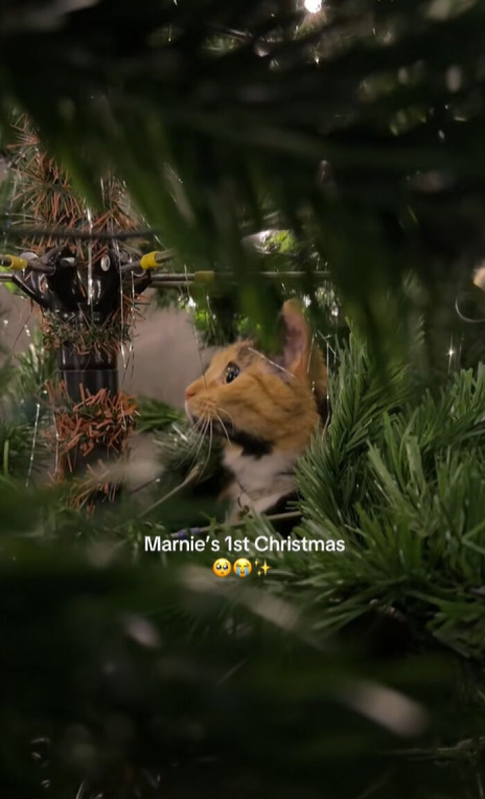 Calico cat experiencing Christmas for the first time, surrounded by green Christmas tree branches and lights.